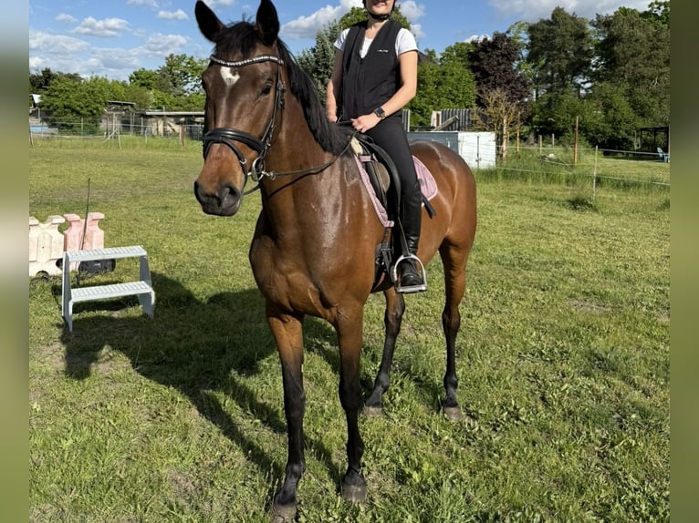 Cheval de sport allemand Jument 4 Ans 165 cm Bai in Mockrehna