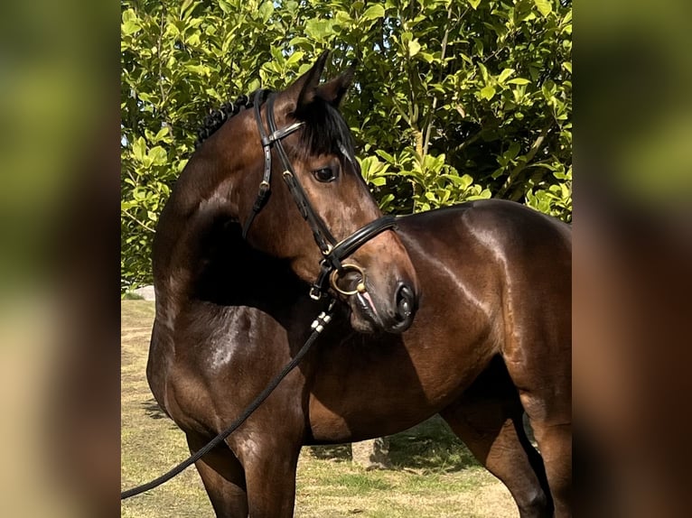 Cheval de sport allemand Jument 4 Ans 165 cm Bai in Le Pin