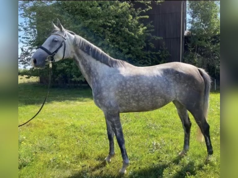 Cheval de sport allemand Jument 4 Ans 165 cm Gris pommelé in Schwäbisch Gmünd