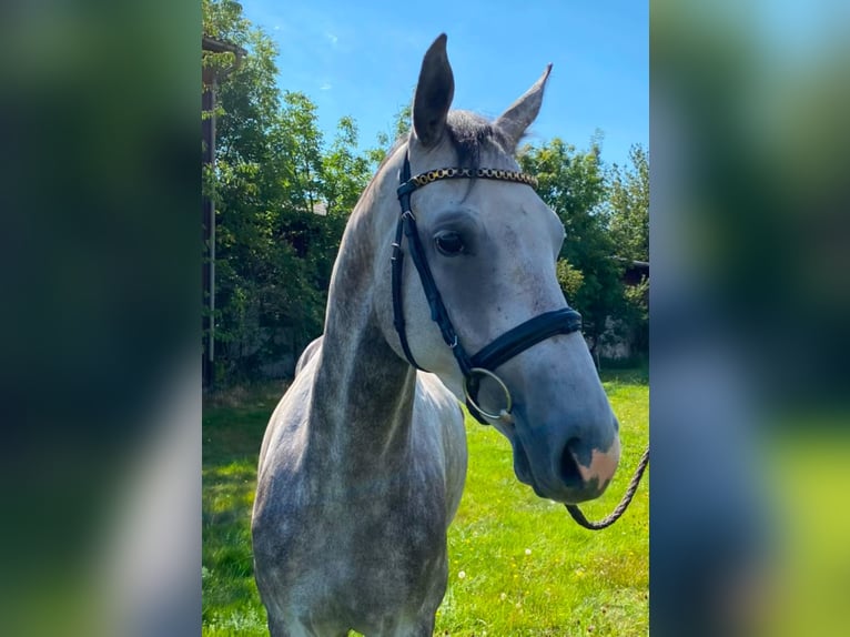 Cheval de sport allemand Jument 4 Ans 165 cm Gris pommelé in Schwäbisch Gmünd