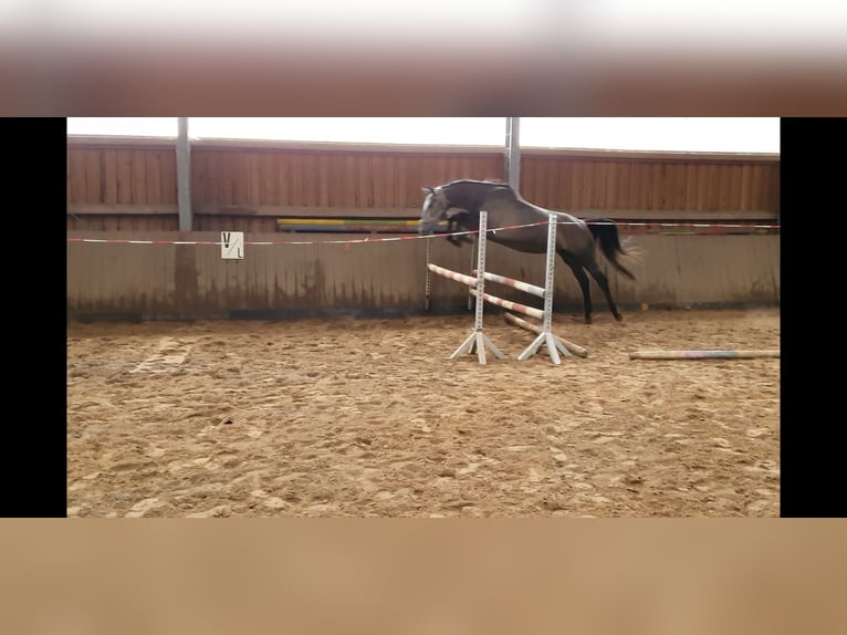 Cheval de sport allemand Jument 4 Ans 165 cm Gris pommelé in Bennewitz