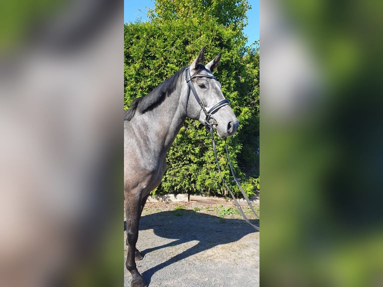 Cheval de sport allemand Jument 4 Ans 165 cm Gris pommelé in Bennewitz