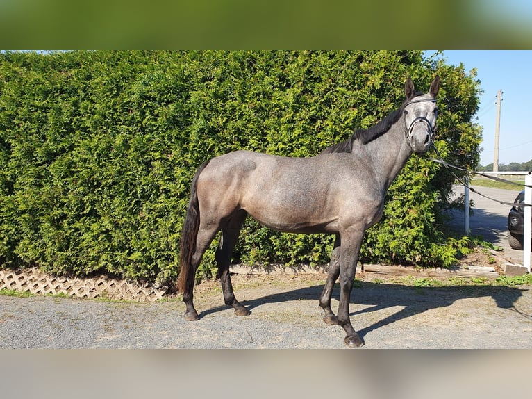 Cheval de sport allemand Jument 4 Ans 165 cm Gris pommelé in Bennewitz