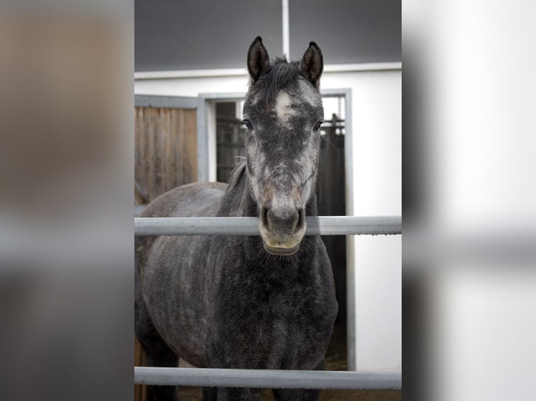 Cheval de sport allemand Jument 4 Ans 165 cm Gris pommelé in Aurach