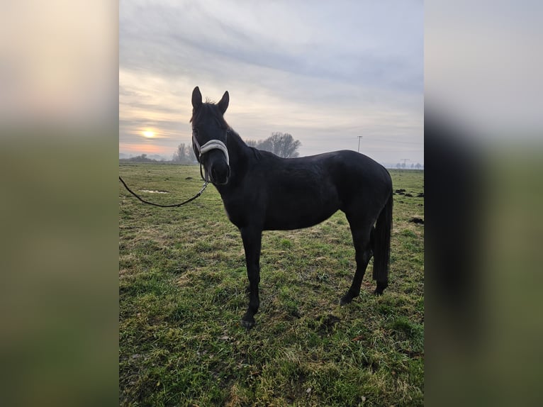 Cheval de sport allemand Jument 4 Ans 165 cm Noir in Löcknitz