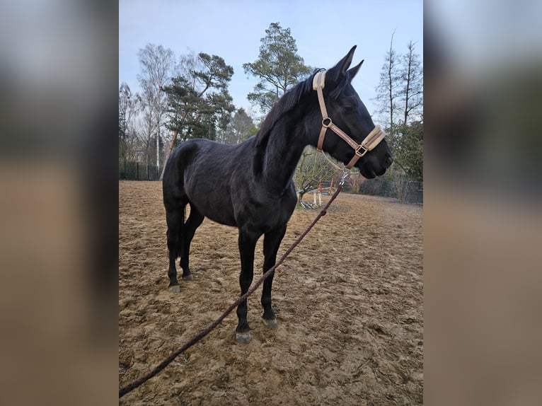 Cheval de sport allemand Jument 4 Ans 165 cm Noir in Löcknitz