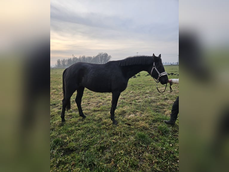 Cheval de sport allemand Jument 4 Ans 165 cm Noir in Löcknitz