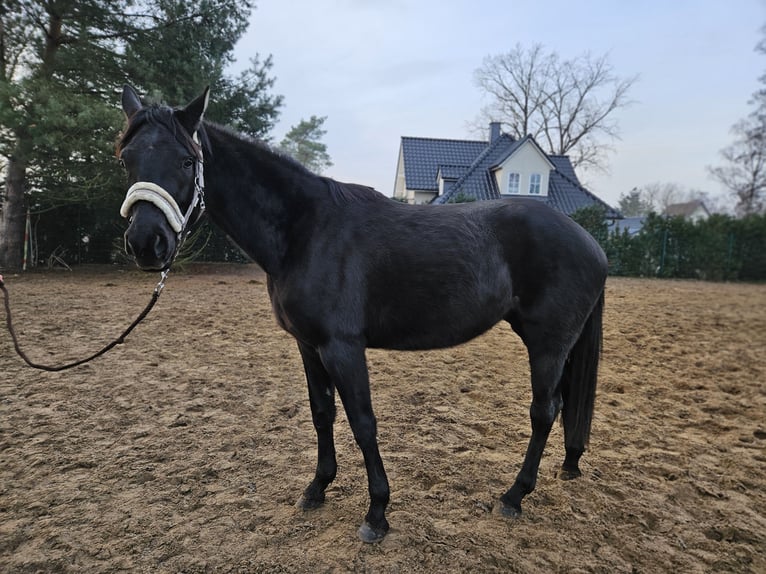 Cheval de sport allemand Jument 4 Ans 165 cm Noir in Löcknitz