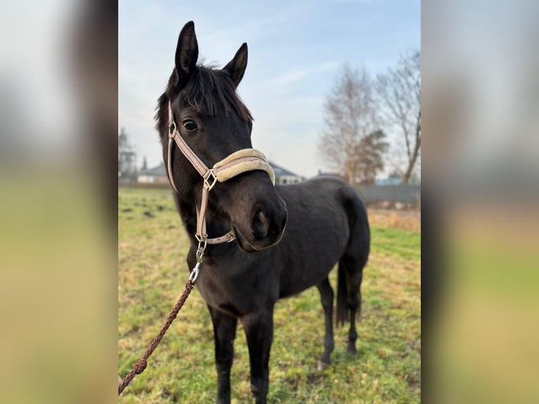 Cheval de sport allemand Jument 4 Ans 165 cm Noir in Löcknitz