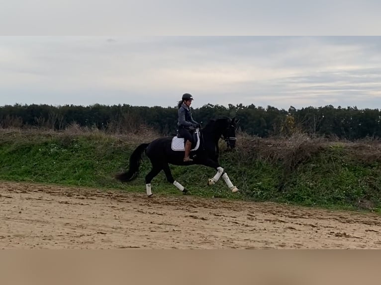 Cheval de sport allemand Jument 4 Ans 165 cm Noir in Rochau