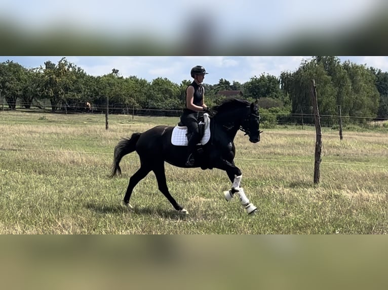 Cheval de sport allemand Jument 4 Ans 165 cm Noir in Gro&#xDF; Kreutz