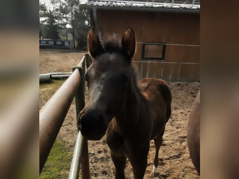 Cheval de sport allemand Jument 4 Ans 165 cm Noir in Gro&#xDF; Kreutz