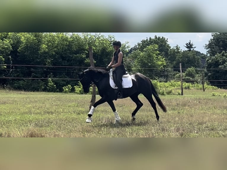 Cheval de sport allemand Jument 4 Ans 165 cm Noir in Gro&#xDF; Kreutz