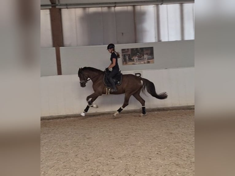 Cheval de sport allemand Jument 4 Ans 166 cm Alezan brûlé in Bad Wörishofen