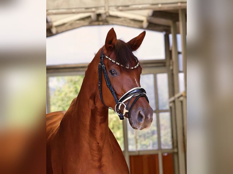 Cheval de sport allemand Jument 4 Ans 166 cm Alezan brûlé in Friedberg-Dreching