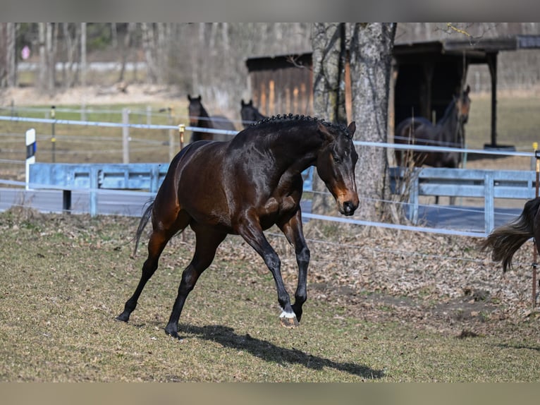 Cheval de sport allemand Jument 4 Ans 166 cm Bai brun in Bayrischzell
