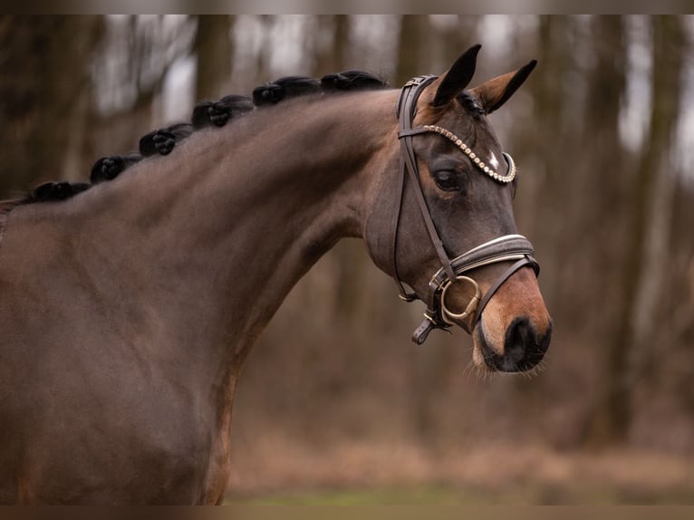 Cheval de sport allemand Jument 4 Ans 166 cm Bai in Wehringen