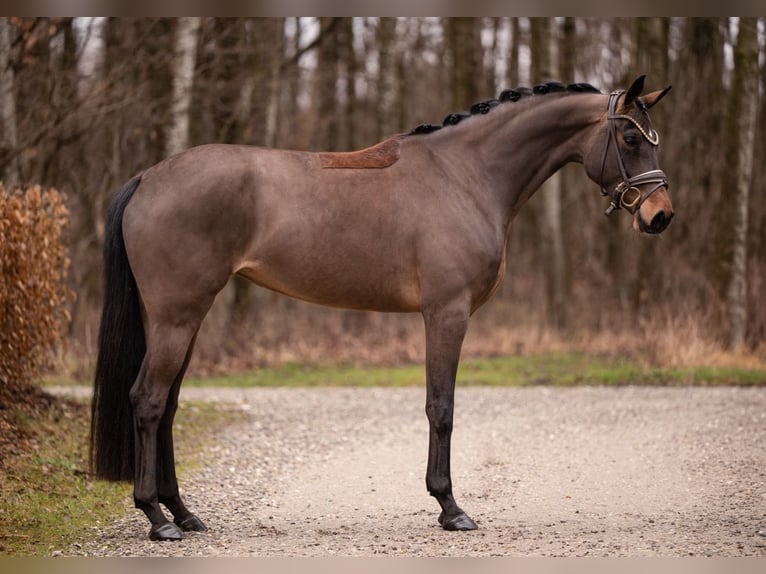 Cheval de sport allemand Jument 4 Ans 166 cm Bai in Wehringen