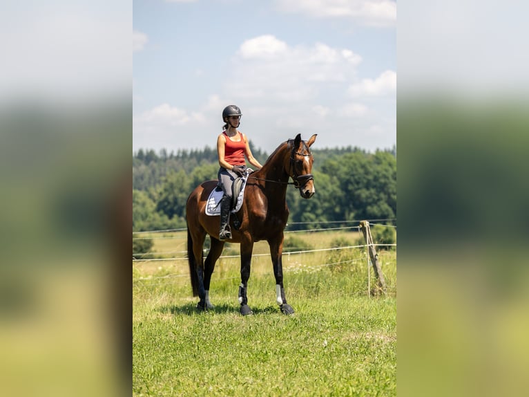 Cheval de sport allemand Jument 4 Ans 166 cm Bai in Kraiburg am Inn