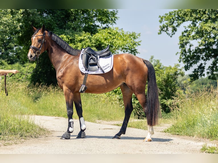 Cheval de sport allemand Jument 4 Ans 166 cm Bai in Kraiburg am Inn