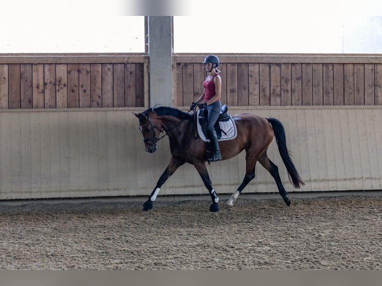 Cheval de sport allemand Jument 4 Ans 166 cm Bai in Kraiburg am Inn