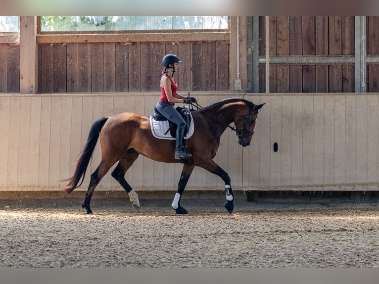 Cheval de sport allemand Jument 4 Ans 166 cm Bai in Kraiburg am Inn