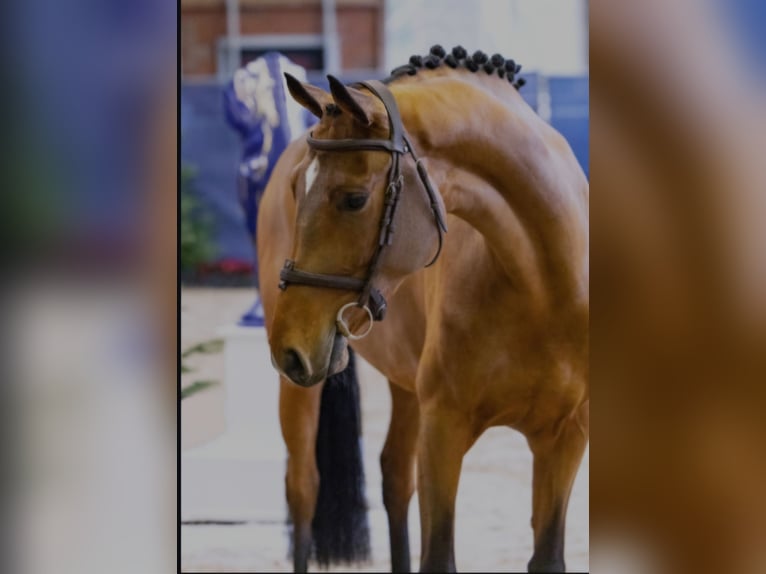 Cheval de sport allemand Jument 4 Ans 166 cm Bai clair in Schöppingen