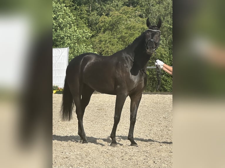 Cheval de sport allemand Jument 4 Ans 166 cm Noir in Freystadt