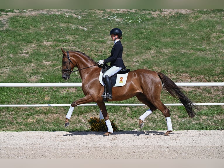 Cheval de sport allemand Jument 4 Ans 167 cm Alezan brûlé in Gomadingen