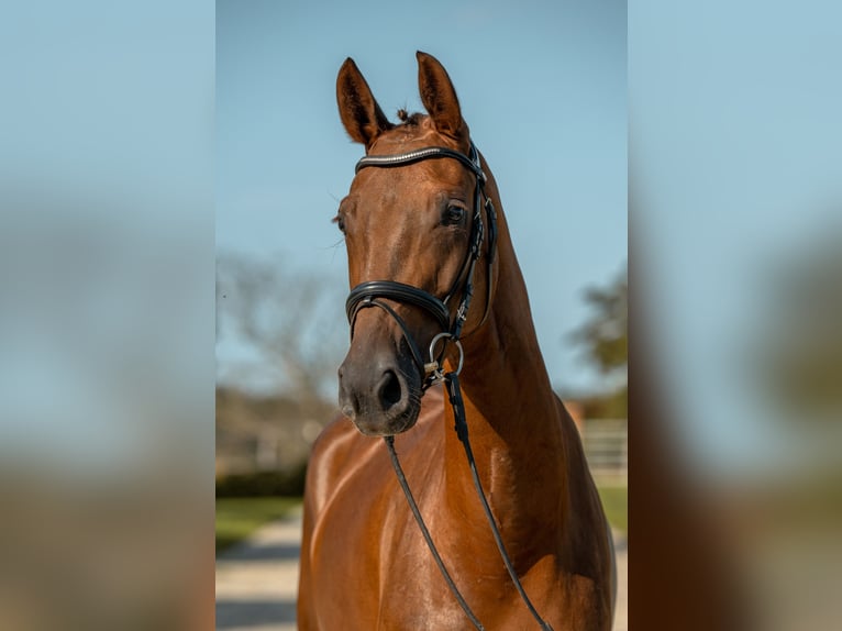 Cheval de sport allemand Jument 4 Ans 167 cm Alezan brûlé in Gomadingen