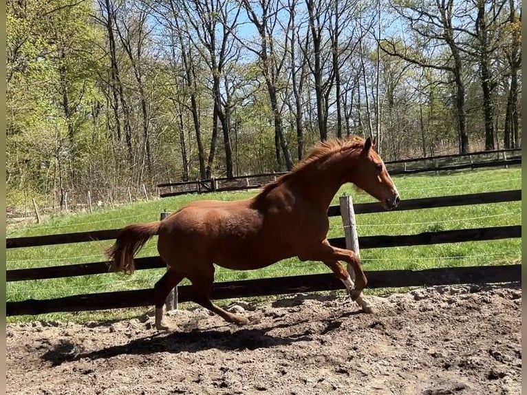 Cheval de sport allemand Jument 4 Ans 167 cm Alezan in Schilda