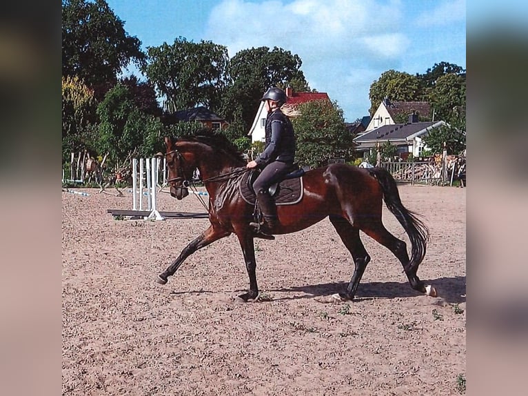 Cheval de sport allemand Jument 4 Ans 167 cm Bai brun in Marienflie&#xDF;