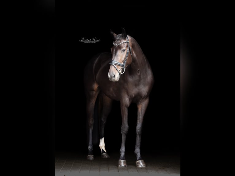 Cheval de sport allemand Jument 4 Ans 167 cm Bai brun foncé in Hawangen