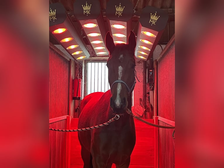 Cheval de sport allemand Jument 4 Ans 167 cm Bai in Müncheberg