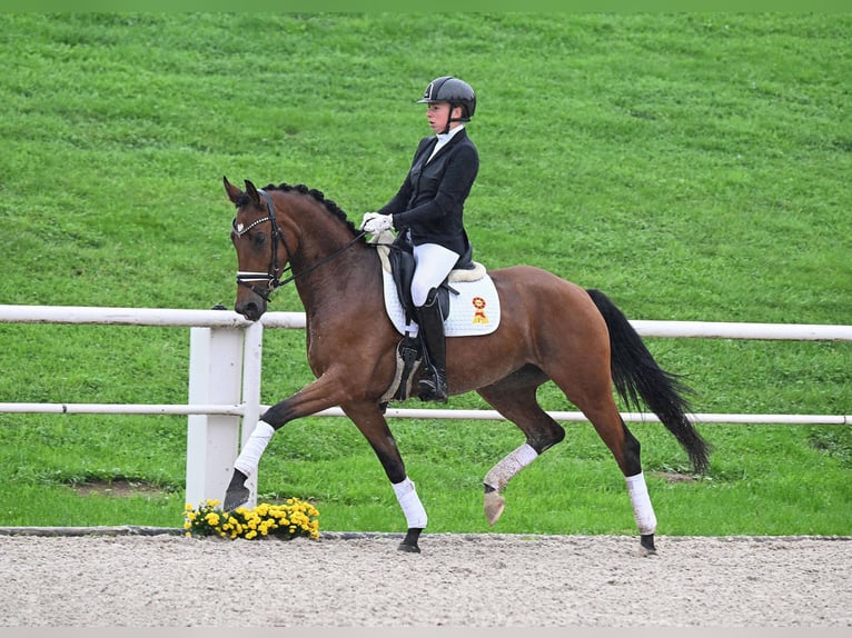 Cheval de sport allemand Jument 4 Ans 167 cm Bai in Gomadingen