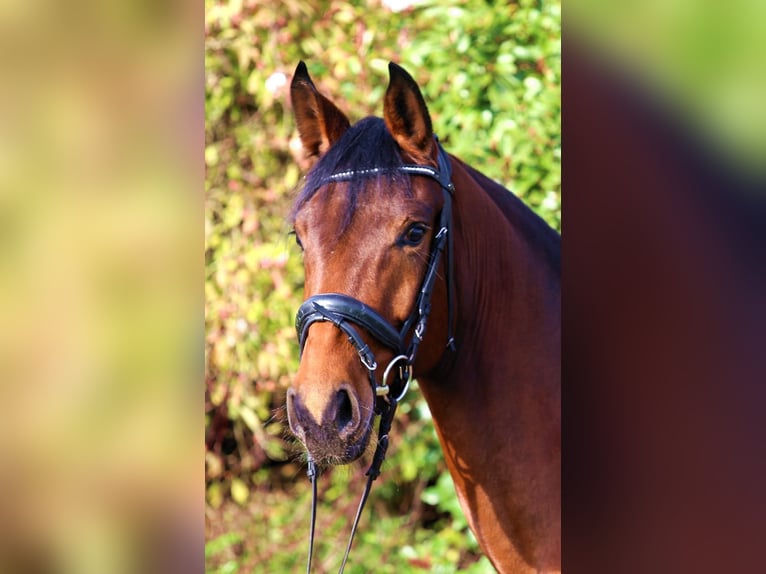 Cheval de sport allemand Jument 4 Ans 167 cm Bai in Schw&#xE4;bisch Hall