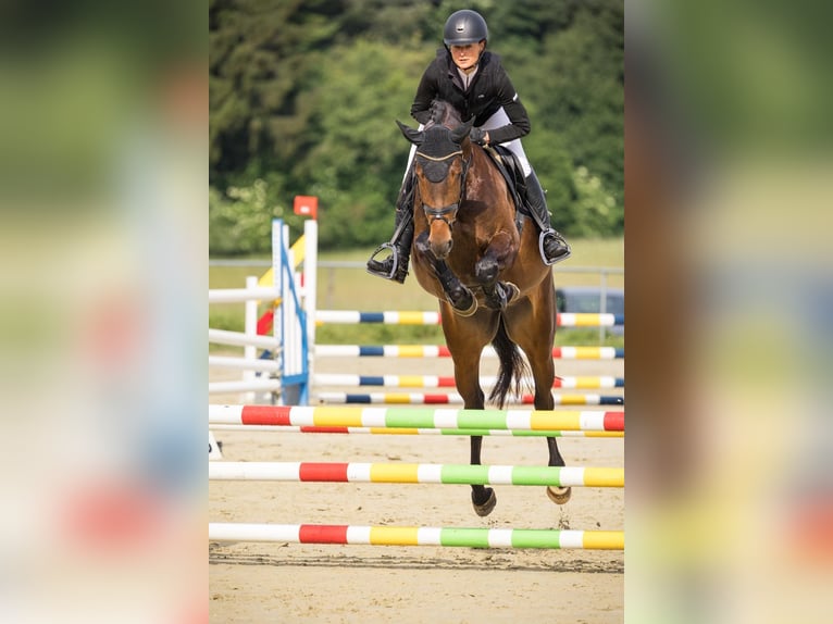 Cheval de sport allemand Jument 4 Ans 167 cm Bai in Gomadingen