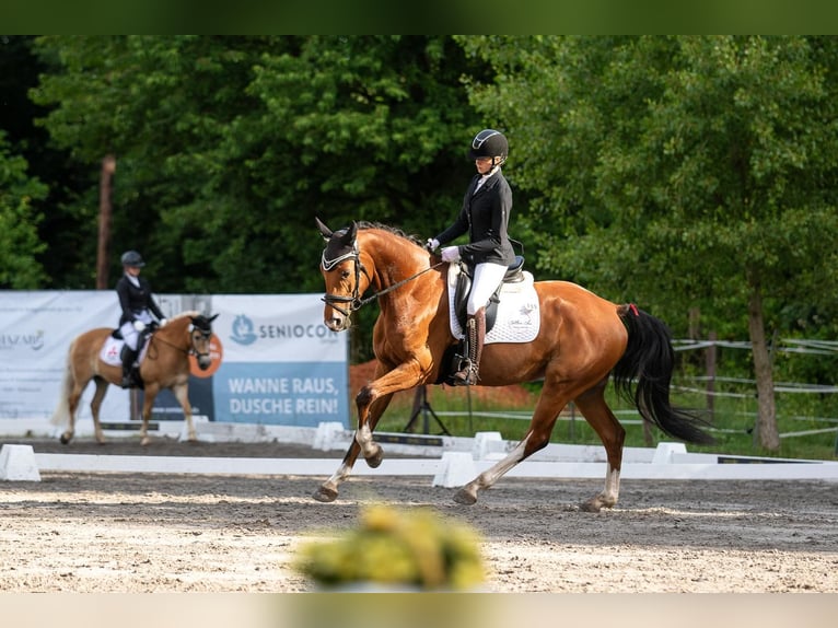 Cheval de sport allemand Jument 4 Ans 167 cm Bai in Rheinland-Pfalz - Nanzdietschweiler
