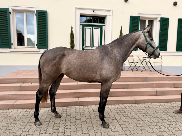 Cheval de sport allemand Jument 4 Ans 167 cm Gris noir in Essingen