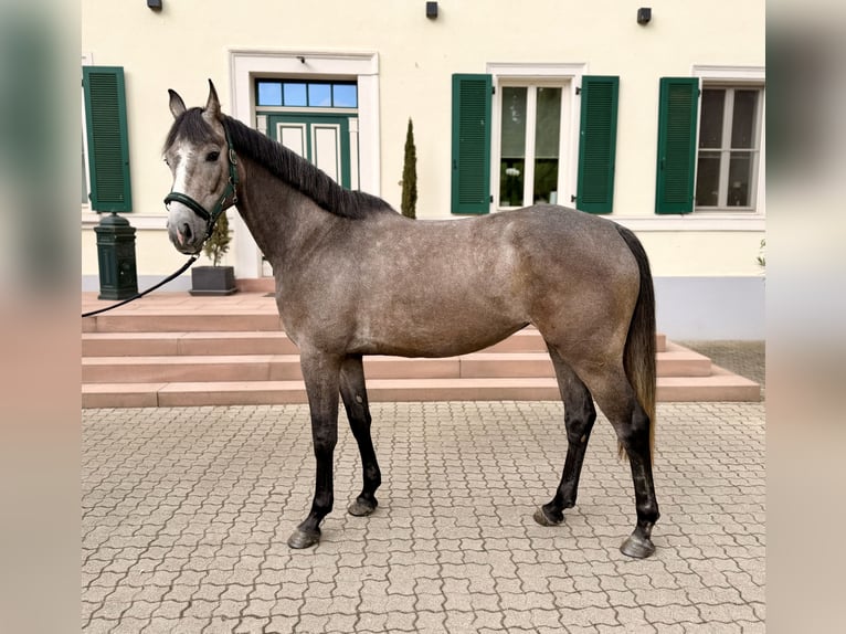 Cheval de sport allemand Jument 4 Ans 167 cm Gris noir in Essingen