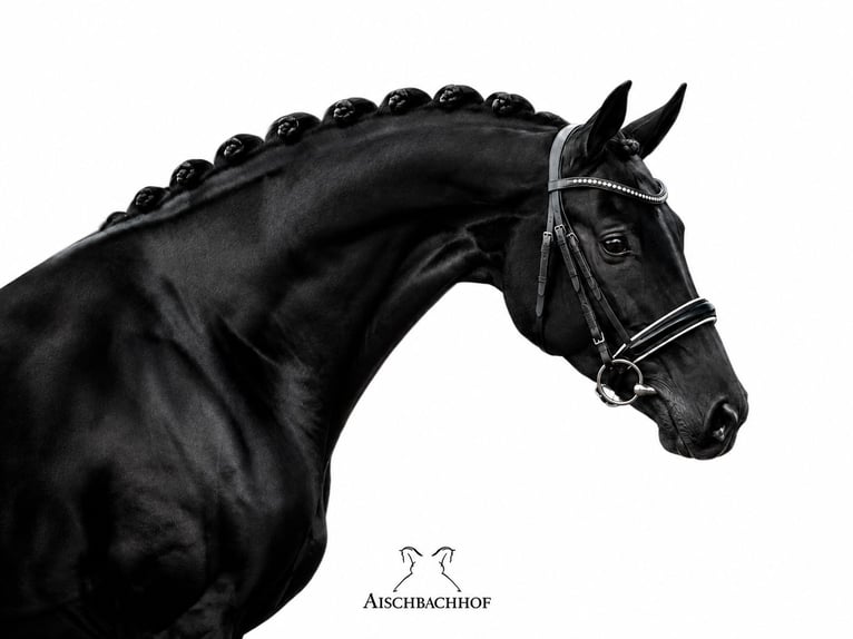 Cheval de sport allemand Jument 4 Ans 167 cm Noir in Herrenberg