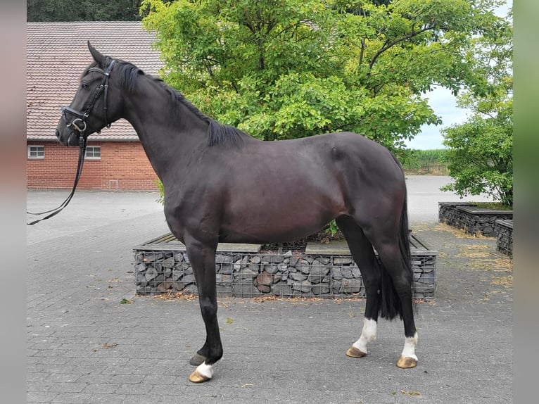 Cheval de sport allemand Jument 4 Ans 167 cm Noir in Vechta