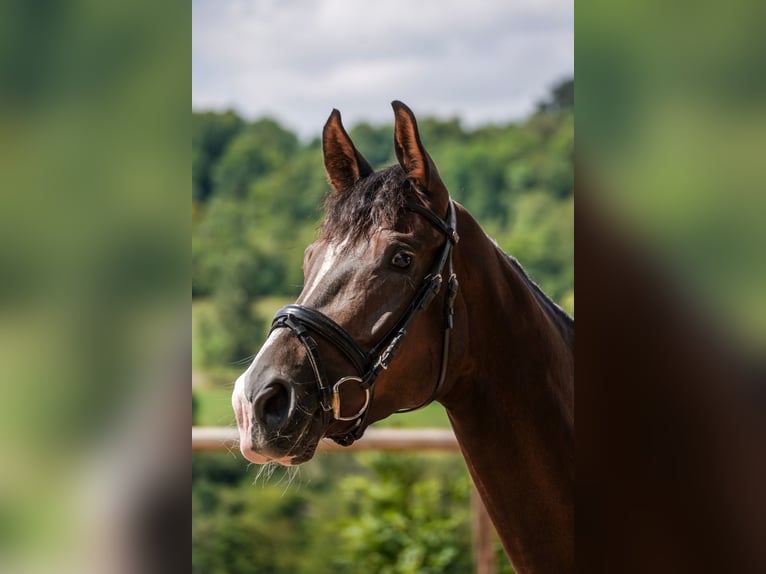 Cheval de sport allemand Jument 4 Ans 168 cm Alezan brûlé in Beckingen