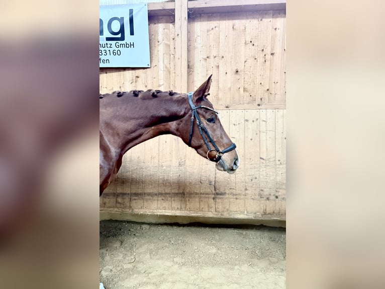Cheval de sport allemand Jument 4 Ans 168 cm Alezan brûlé in Fürstenfeldbruck