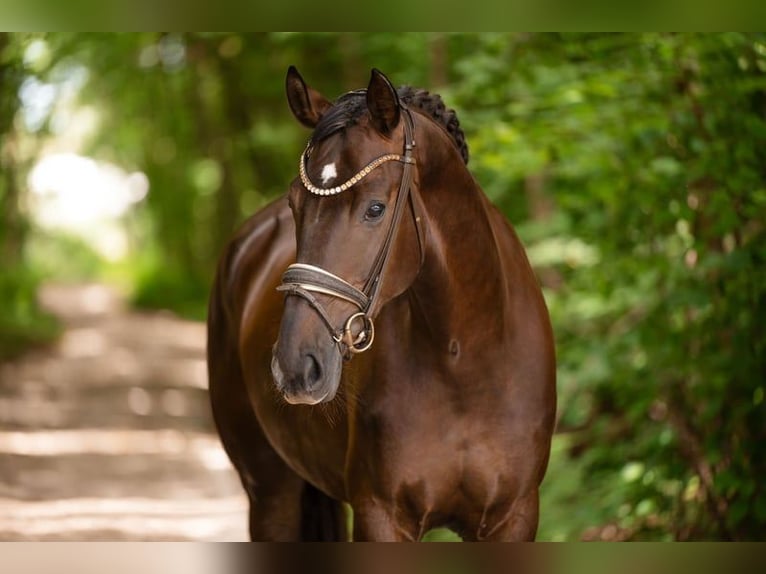 Cheval de sport allemand Jument 4 Ans 168 cm Alezan brûlé in Wehringen