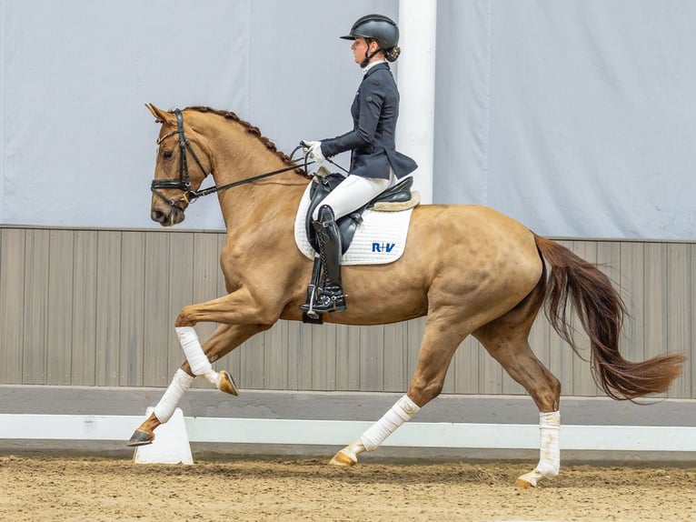 Cheval de sport allemand Jument 4 Ans 168 cm Alezan brûlé in Münster-Handorf