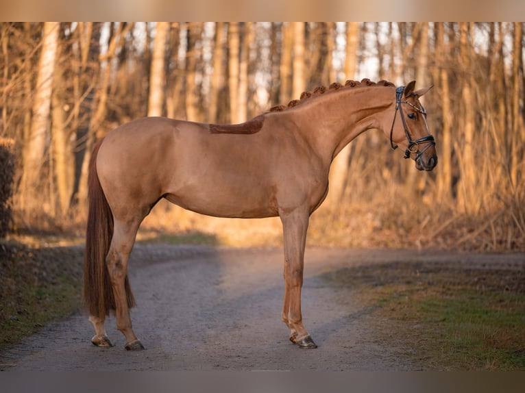 Cheval de sport allemand Jument 4 Ans 168 cm Alezan in Wehringen