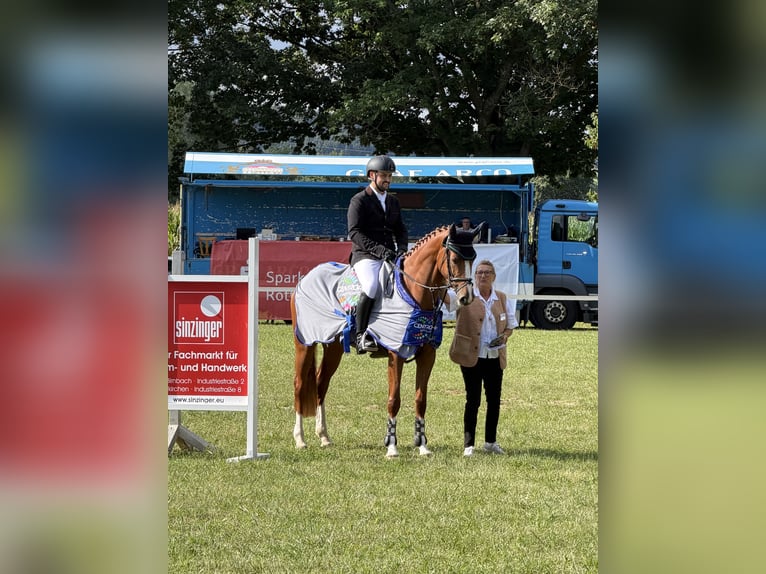 Cheval de sport allemand Jument 4 Ans 168 cm Alezan in Bad Birnbach