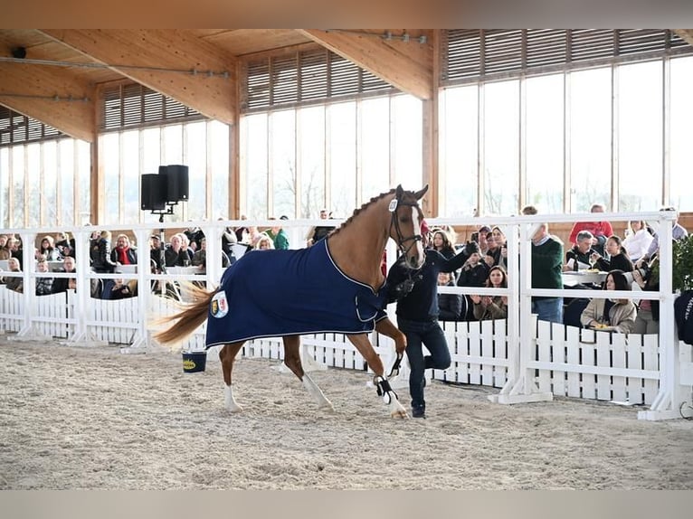 Cheval de sport allemand Jument 4 Ans 168 cm Alezan in Bad Birnbach