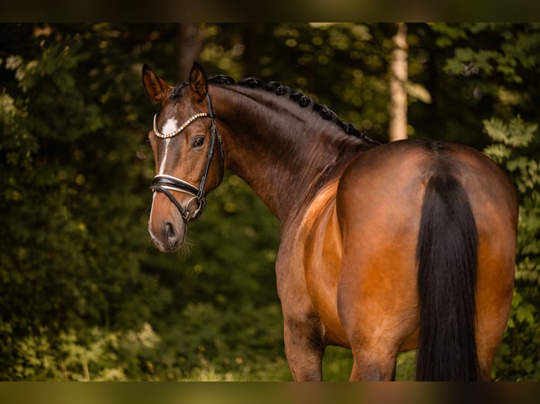 Cheval de sport allemand Jument 4 Ans 168 cm Bai brun in Wehringen